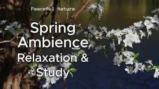 Spring Forest Ambience 3 Hours Nature Sounds for Focus Relaxation TV Background Cherry flower screen