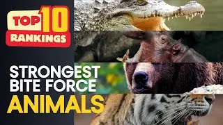 Top 10 ANIMALS With the STRONGEST BITE FORCE in the World - 2025