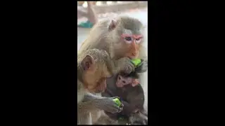 Updated about Mama Monkey Teva and cute BB that just born 2 week ago and the new born from mama Ali