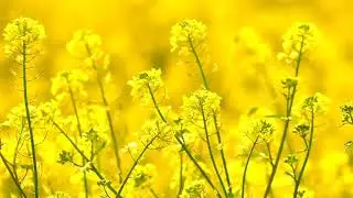 beautiful yellow flowers video ||