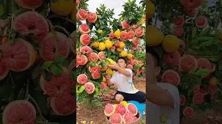 Wonderful fruit that bring relaxation 8 #satisfying #nature #fruit #farming #vegetables #gardening