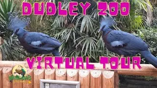 Зоопарк и замок Дадли | Виртуальный тур | Сентябрь 2023 г. #zoo #virtualtour #dudley