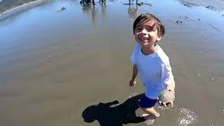 clam digging for Razor clam final day of season! Get those limits! Ocean, shores WA