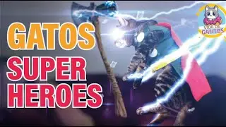 GATOS HEROES que SALVARON VIDAS HUMANAS | Top 5