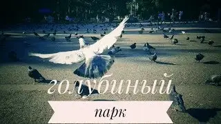Dove park. Голубиный парк
