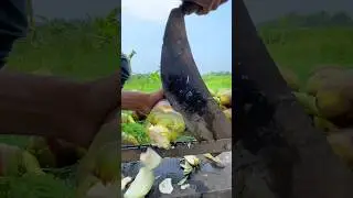 Amazing Palm Fruit Cutting Skills In Village #amazingskills #palmcutting #shorts