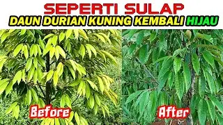 SEPERTI SULAP ❗❗ DAUN DURIAN KUNING & KERDIL KEMBALI HIJAU DALAM HITUNGAN HARI