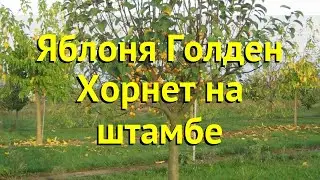 Яблоня на штамбе Голден Хорнет. Краткий обзор, описание характеристик malus Golden Hornet