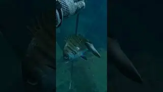 PESCASUB SARAGO ALL&rsquo; AGGUATO 🥶 #pescasub #spearfishing