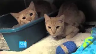 Animal Control Rescues 150 Cats in Gloucester Co. Hoarding Case
