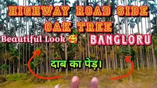 Bangloru City My Room Side Look Vlogging || Highway Road side Oak Tree Vlog Beautiful || दाब का पेड़