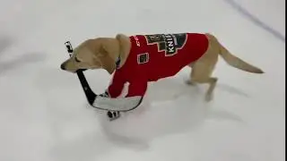 Dog Ice Skates With Hockey Stick in Mouth - 1062537