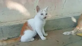 Adorable Kitten