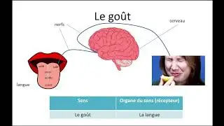 Les organes des sens, le cerveau, les nerfs (1)
