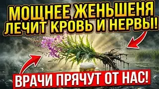 Заброшенное растение из болот оказалось мощнее женьшеня и лекарств из аптеки