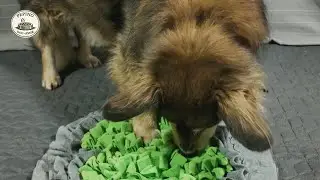 Snuffle Mat Dog ASMR | Calm Sniffing & Dry Food Sounds