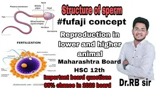 Structure of sperm(sperm cell) 12th biology important questions for Hsc maha board chap 01