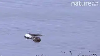 Eurasian otter swimming with snow on its back, calling, Norway