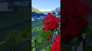 Himalaya view। Red flowers ।  Morning । WhatsApp Video। Beautiful #Himalaya #Flowers