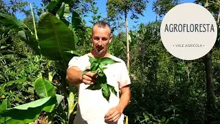 Sistema de produção concilia lavouras e floresta e é capaz de recuperar o solo em poucos anos