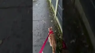 cat leash walk walkie #catlovers #catleash #leashwalking #catonleash #cats