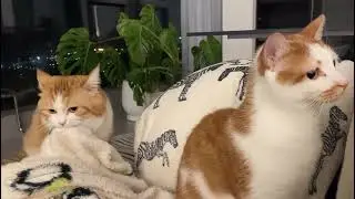 Are we not talking anymore 😕 #animals #funnyanimals 