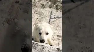 #whity  🐶🐶🫰🫰