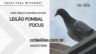 Leilão CCB   Agosto 2024   Pombal Focus