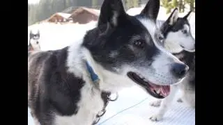 Huskyday