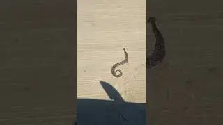 Original Content Only ! #animalsofflorida #animalshorts #snake #snakevideo #snakes #animals #animal