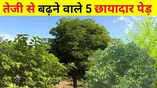 तेजी से बढ़ने वाले 5 छायादार पेड़ | 5 fast growing shade trees