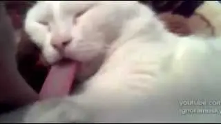 Long tongue of a cat. I tried to pull the plow sleeping