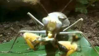 praying mantis frisst