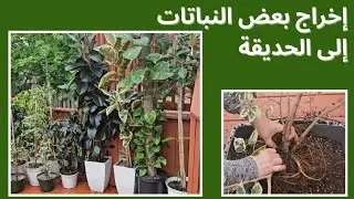 إخراج بعض النباتات إلى الحديقة و إعادة تأصيص نبات الفيكس بنجامينا