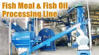 Complete fish meal production line working video | Shuliy fish meal plant from China supplier