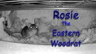 Meet Rosie The Eastern Woodrat