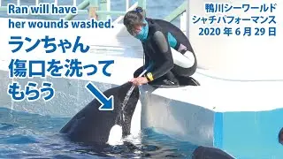 ランちゃん、優しいトレーナーさんに傷口を洗ってもらう【2020年6月29日　鴨川シーワールド　シャチパフォーマンス】Killer whale performance, Kamogawa Sea W