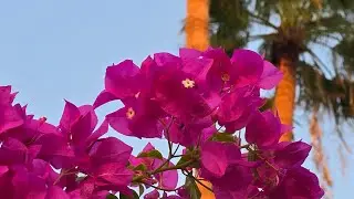 Обзор отеля в Египте,  Naama bay hotel & resort (ex.tropitel)