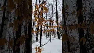 Beech Leaves 2023