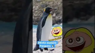 Penguins Poop Every 20 Minutes?! | StEvEn&rsquo;s Nature Show