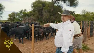 Ciclo completo ganadero: cría, mejoramiento genético y agricultura | GP #85