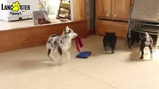 Sweet Pomsky Puppies