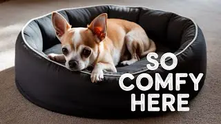 Když Chihuahua Spí, Stane Se Něco Úžasného