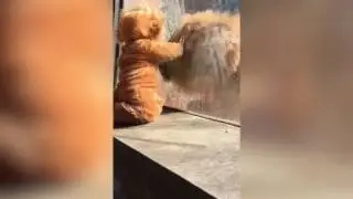 Adorable baby dressed as Lion comes face to face with real one