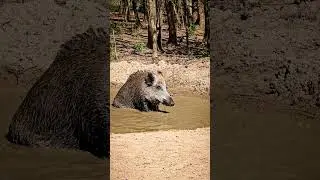 Wildschwein Resi er&ouml;ffnet die Badesaison im Schweineland! 🐗❤️