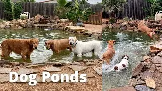 Building a Dog Pool/Pond