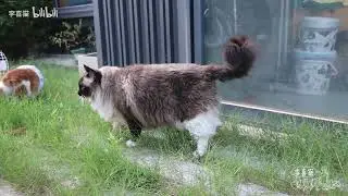 Vet Visits 18 Cats at Home &mdash; &ldquo;Your Cat Is Really Hot!