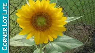 Garden Tour July 2016