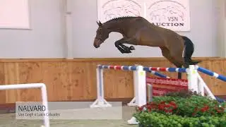 VSN Horses Auction || Promo Jumping horses