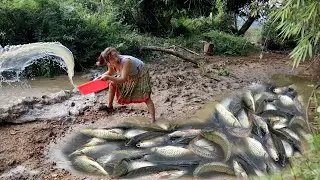 Wild Fishing: Impressive Video Catching Natural Fish Empty Lake Catching Many Natural Fish